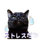 我が家の黒猫の福ちゃん❪ 返し言葉❫（個別スタンプ：14）