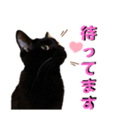 我が家の黒猫の福ちゃん❪ 返し言葉❫（個別スタンプ：15）