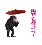 傘を持つ動物たち（個別スタンプ：7）