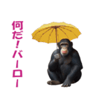 傘を持つ動物たち（個別スタンプ：13）