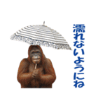 傘を持つ動物たち（個別スタンプ：20）