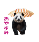 傘を持つ動物たち（個別スタンプ：31）