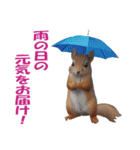傘を持つ動物たち（個別スタンプ：37）