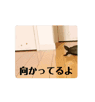 動くクサガメ パヨの一日1（個別スタンプ：16）