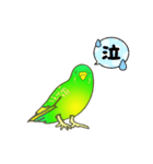 はるのひインコ（個別スタンプ：4）