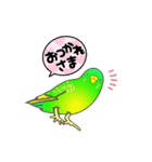 はるのひインコ（個別スタンプ：16）