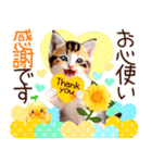 にゃ！毎日使える三毛猫こねこちゃん 再販（個別スタンプ：13）