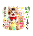 にゃ！毎日使える三毛猫こねこちゃん 再販（個別スタンプ：14）