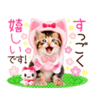 にゃ！毎日使える三毛猫こねこちゃん 再販（個別スタンプ：23）