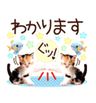 にゃ！毎日使える三毛猫こねこちゃん 再販（個別スタンプ：28）