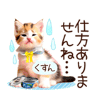 にゃ！毎日使える三毛猫こねこちゃん 再販（個別スタンプ：31）