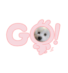 愛犬てんくん。（個別スタンプ：1）