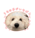愛犬てんくん。（個別スタンプ：3）