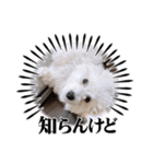愛犬てんくん。（個別スタンプ：5）