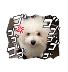 愛犬てんくん。（個別スタンプ：6）