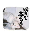 愛犬てんくん。（個別スタンプ：7）