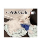 愛犬てんくん。（個別スタンプ：8）