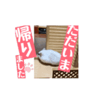 ぷるぷるハムスターMonTiTi（個別スタンプ：12）