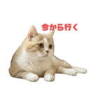 スコティッシュフォールド(立ち耳)猫（個別スタンプ：1）