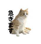 スコティッシュフォールド(立ち耳)猫（個別スタンプ：2）