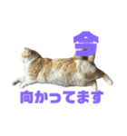 スコティッシュフォールド(立ち耳)猫（個別スタンプ：3）