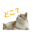 スコティッシュフォールド(立ち耳)猫（個別スタンプ：4）