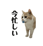 スコティッシュフォールド(立ち耳)猫（個別スタンプ：5）