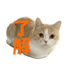 スコティッシュフォールド(立ち耳)猫（個別スタンプ：6）