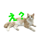 スコティッシュフォールド(立ち耳)猫（個別スタンプ：8）