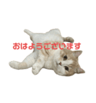 スコティッシュフォールド(立ち耳)猫（個別スタンプ：9）