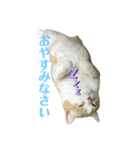 スコティッシュフォールド(立ち耳)猫（個別スタンプ：10）