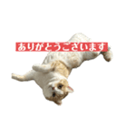 スコティッシュフォールド(立ち耳)猫（個別スタンプ：11）