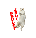 スコティッシュフォールド(立ち耳)猫（個別スタンプ：12）
