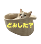 スコティッシュフォールド(立ち耳)猫（個別スタンプ：13）