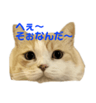 スコティッシュフォールド(立ち耳)猫（個別スタンプ：14）