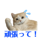 スコティッシュフォールド(立ち耳)猫（個別スタンプ：15）