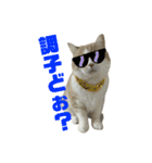 スコティッシュフォールド(立ち耳)猫（個別スタンプ：16）