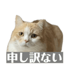 スコティッシュフォールド(立ち耳)猫（個別スタンプ：17）