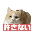 スコティッシュフォールド(立ち耳)猫（個別スタンプ：18）