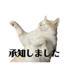 スコティッシュフォールド(立ち耳)猫（個別スタンプ：19）