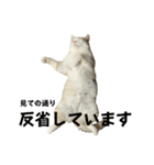 スコティッシュフォールド(立ち耳)猫（個別スタンプ：20）