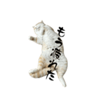 スコティッシュフォールド(立ち耳)猫（個別スタンプ：21）