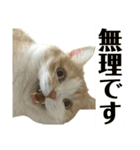 スコティッシュフォールド(立ち耳)猫（個別スタンプ：23）