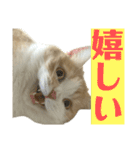 スコティッシュフォールド(立ち耳)猫（個別スタンプ：24）