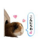 リチャードソンジリスのとろろ4（個別スタンプ：1）