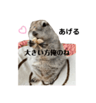 リチャードソンジリスのとろろ4（個別スタンプ：10）