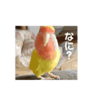 かわいいインコの動くスタンプ（個別スタンプ：4）