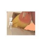 かわいいインコの動くスタンプ（個別スタンプ：9）