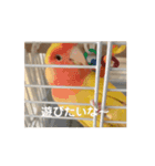 かわいいインコの動くスタンプ（個別スタンプ：13）