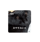 ちょこちゃんいいね（個別スタンプ：1）
